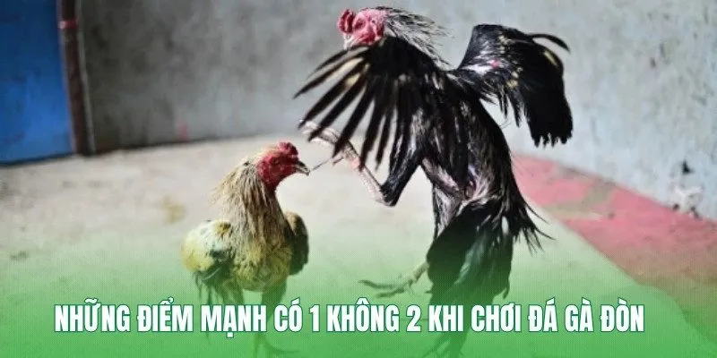 Những điểm mạnh có 1 không 2 khi chơi đá gà đòn