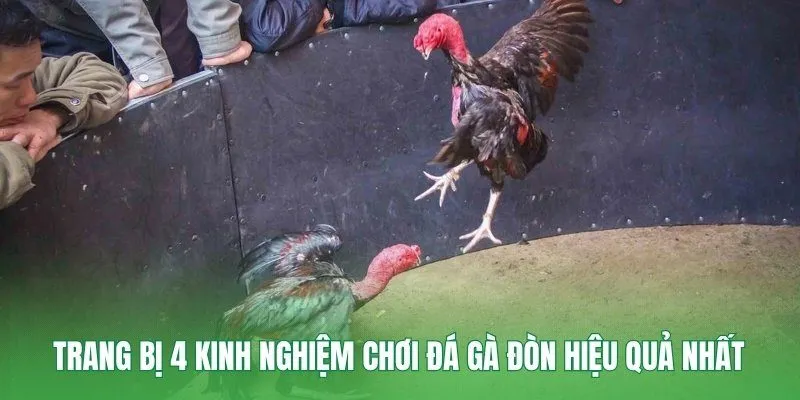Trang bị 4 kinh nghiệm chơi đá gà đòn hiệu quả nhất