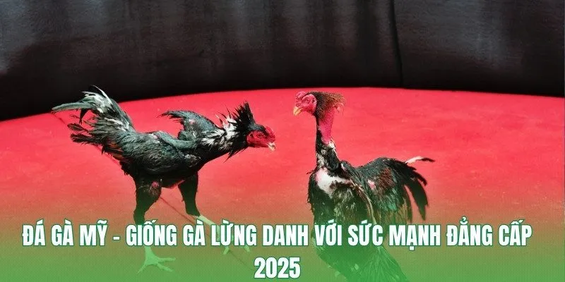 Đá Gà Mỹ