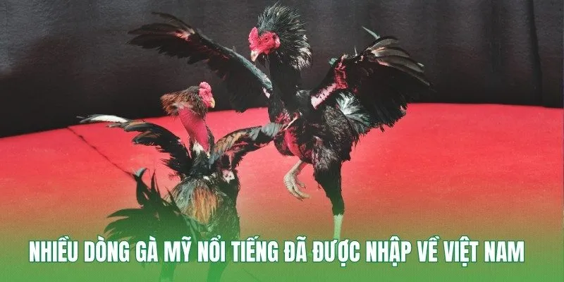 Nhiều dòng gà Mỹ nổi tiếng đã được nhập về Việt Nam