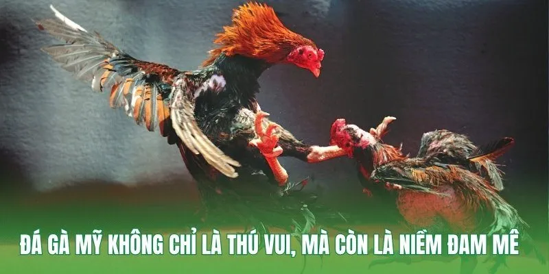 Đá gà Mỹ không chỉ là thú vui, mà còn là niềm đam mê