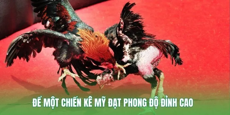 Để một chiến kê Mỹ đạt phong độ đỉnh cao