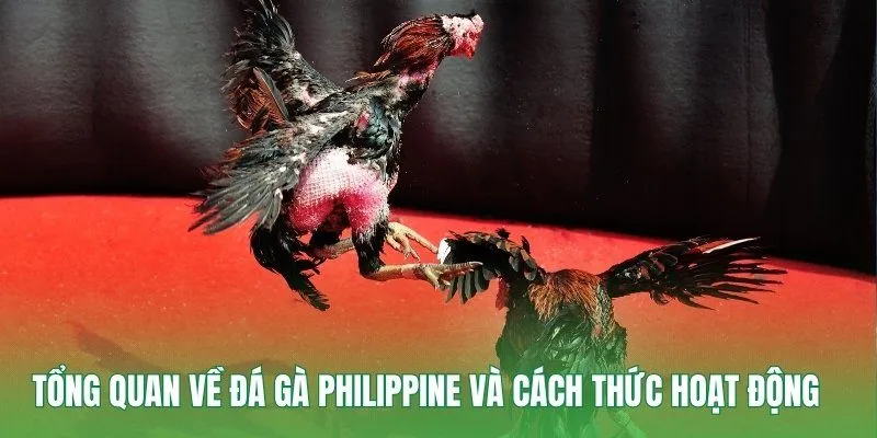 Tổng quan về đá gà Philippine và cách thức hoạt động 