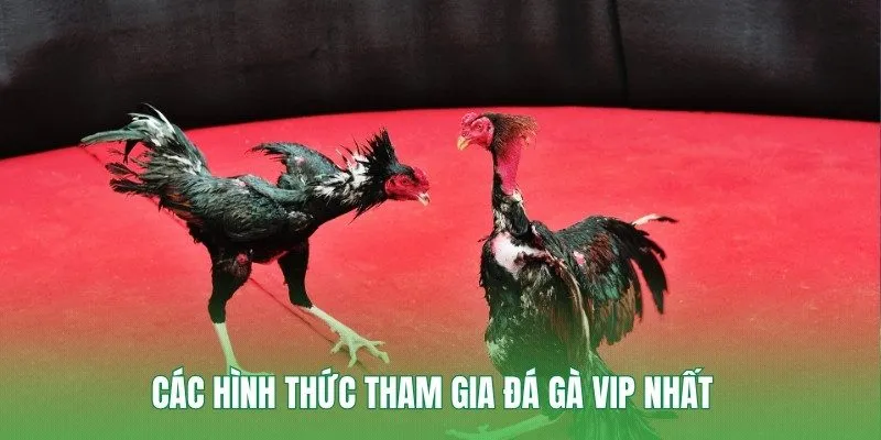Các hình thức tham gia đá gà vip nhất