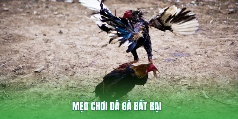 Mẹo chơi đá gà bất bại