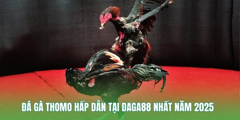 Đá Gà Thomo