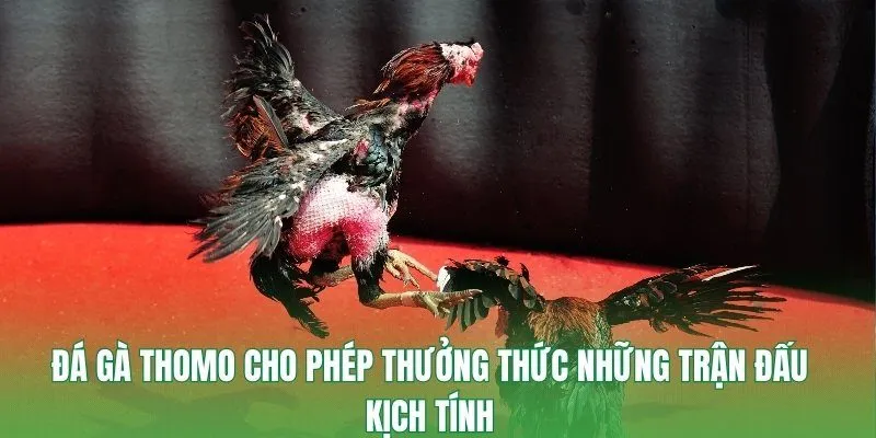 Đá gà Thomo cho phép thưởng thức những trận đấu kịch tính