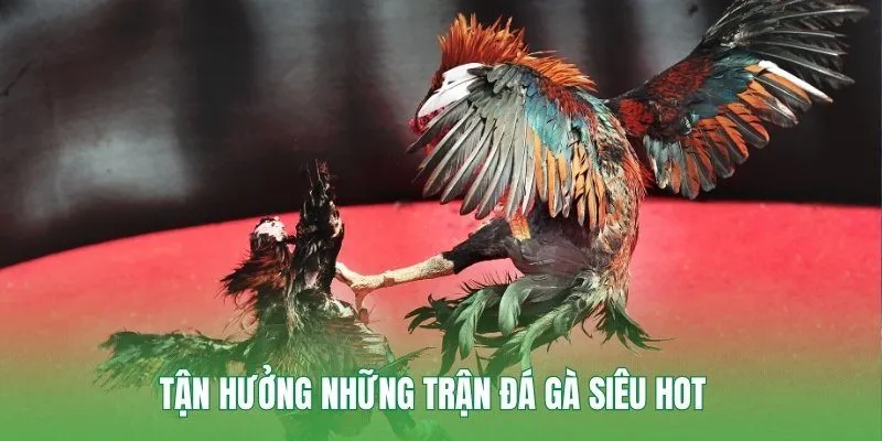 Tận hưởng những trận đá gà siêu hot