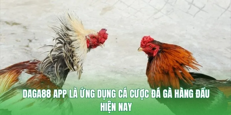 DAGA88 app là ứng dụng cá cược đá gà hàng đầu hiện nay