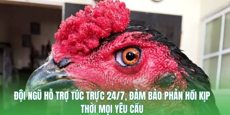 Đội ngũ hỗ trợ túc trực 24/7, đảm bảo phản hồi kịp thời mọi yêu cầu