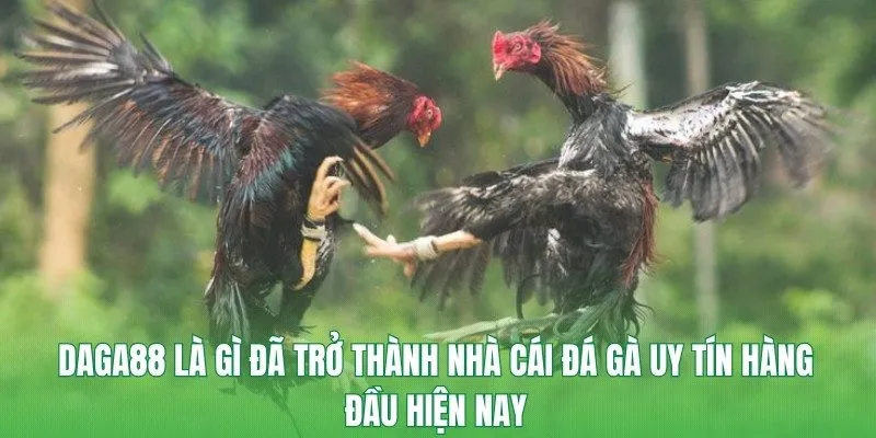 DAGA88 là gì đã trở thành nhà cái đá gà uy tín hàng đầu hiện nay