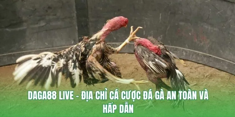 DAGA88 live