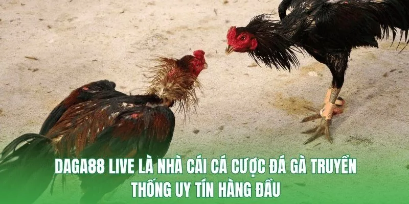 DAGA88 live là nhà cái cá cược đá gà truyền thống uy tín hàng đầu
