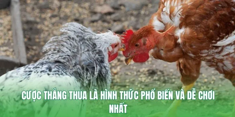 Cược thắng thua là hình thức phổ biến và dễ chơi nhất