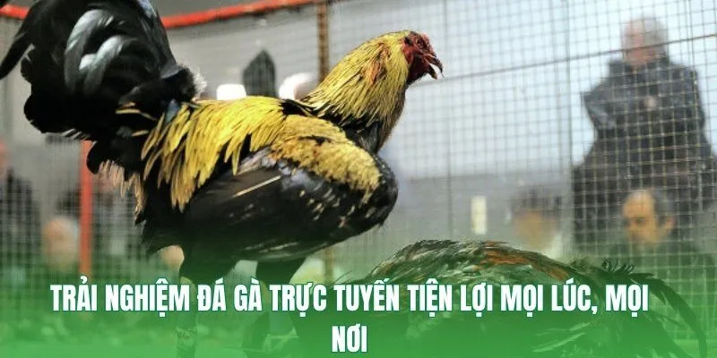 Trải nghiệm đá gà trực tuyến tiện lợi mọi lúc, mọi nơi