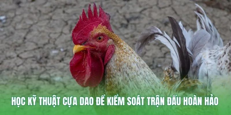 kỹ thuật cựa dao
