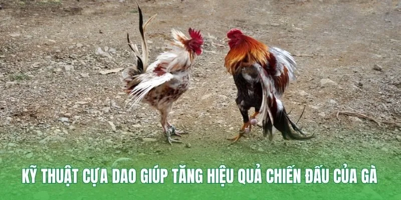 Kỹ thuật cựa dao giúp tăng hiệu quả chiến đấu của gà