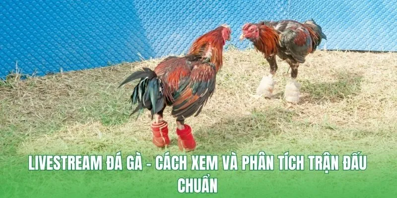 livestream đá gà