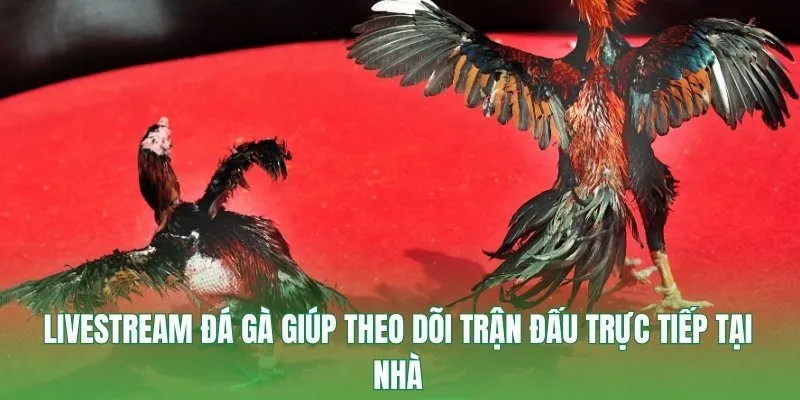 Livestream đá gà giúp theo dõi trận đấu trực tiếp tại nhà