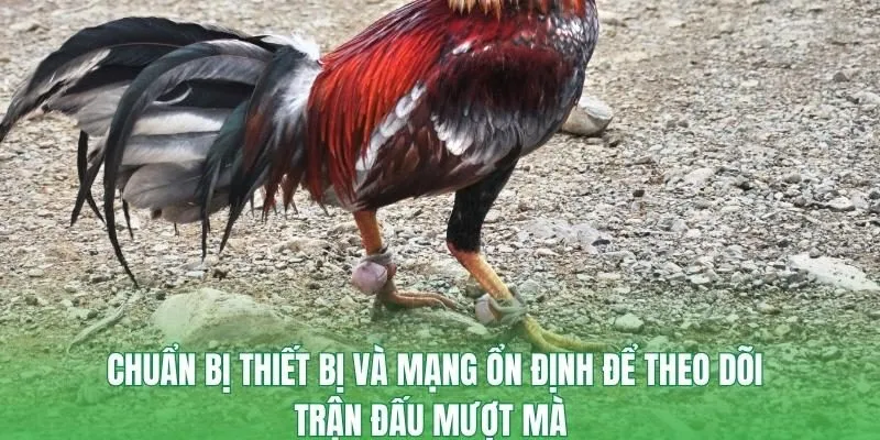 Chuẩn bị thiết bị và mạng ổn định để theo dõi trận đấu mượt mà