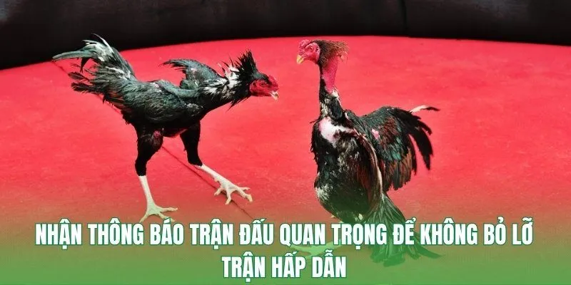 Nhận thông báo trận đấu quan trọng để không bỏ lỡ trận hấp dẫn