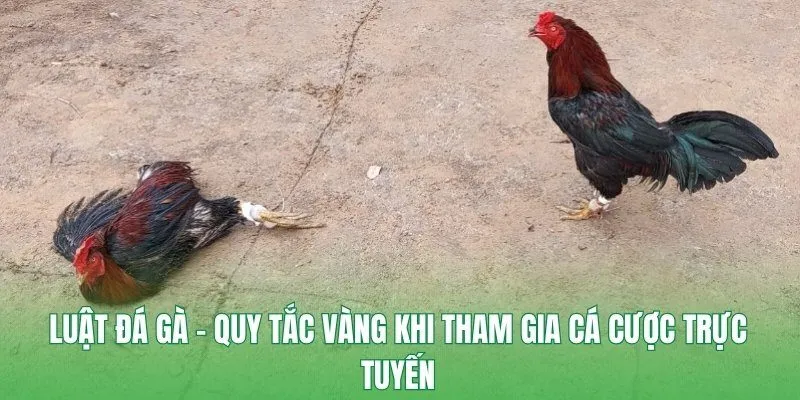 Luật Đá Gà