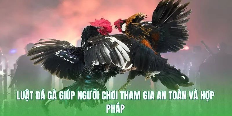 Luật đá gà giúp người chơi tham gia an toàn và hợp pháp