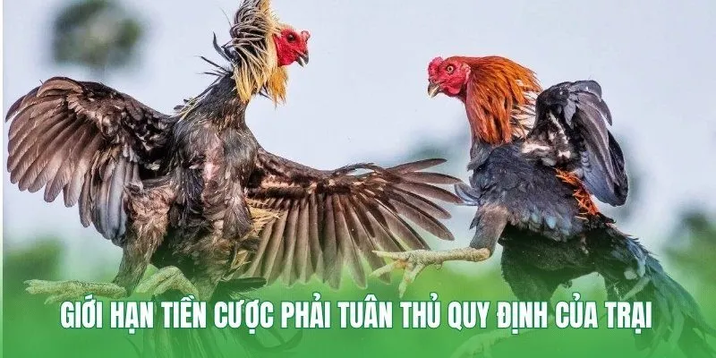 Giới hạn tiền cược phải tuân thủ quy định của trại