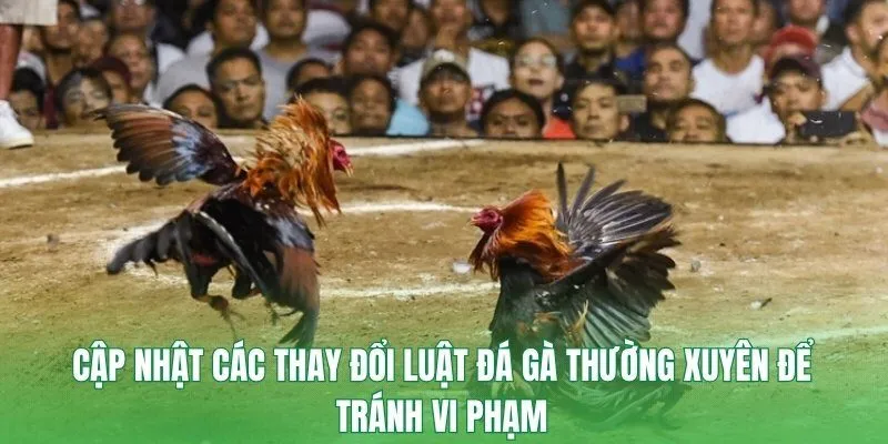 Cập nhật các thay đổi luật đá gà thường xuyên để tránh vi phạm