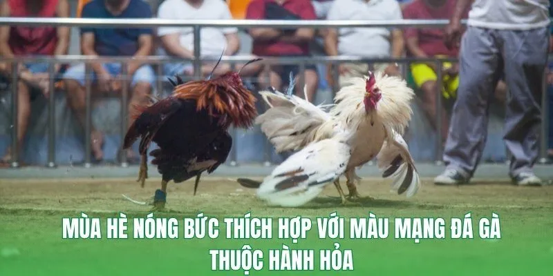 Mùa hè nóng bức thích hợp với màu mạng đá gà thuộc hành hỏa