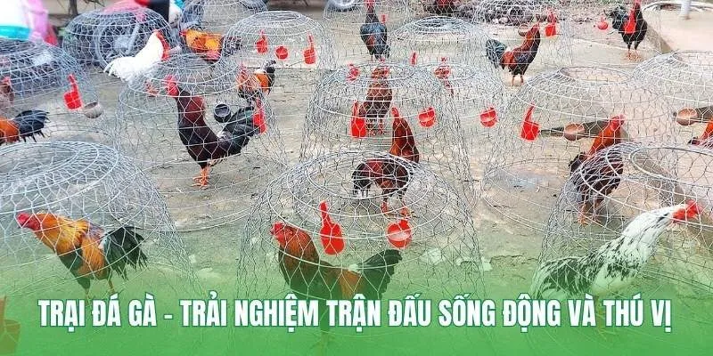 trại đá gà