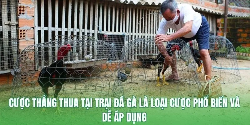 Cược thắng thua tại trại đá gà là loại cược phổ biến và dễ áp dụng