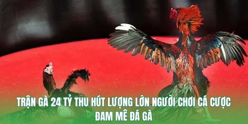 Trận gà 24 tỷ thu hút lượng lớn người chơi cá cược đam mê đá gà