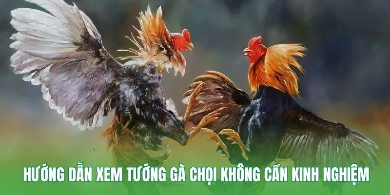 Xem tướng gà chọi