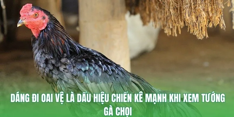 Dáng đi oai vệ là dấu hiệu chiến kê mạnh khi xem tướng gà chọi