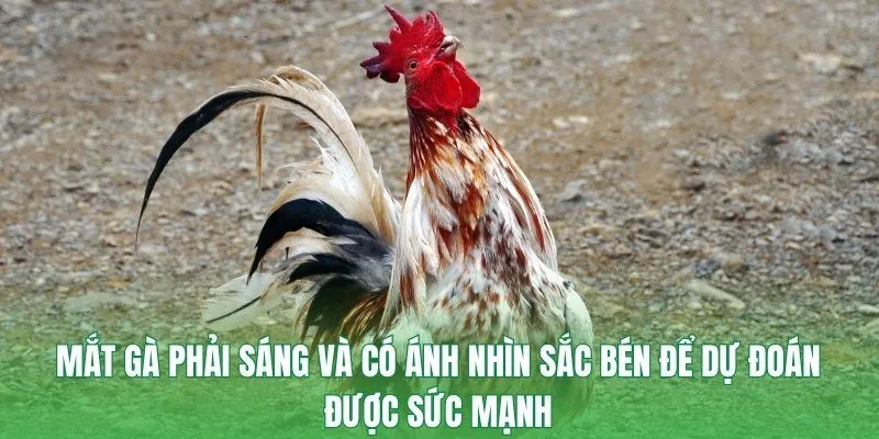 Mắt gà phải sáng và có ánh nhìn sắc bén để dự đoán được sức mạnh